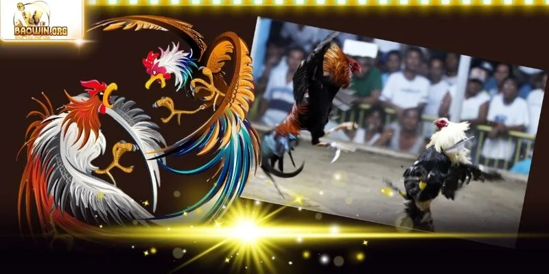 Sảnh WS168 Đem Đến Tỷ Lệ Cược Hấp Dẫn, Thử Thách Đỉnh Cao